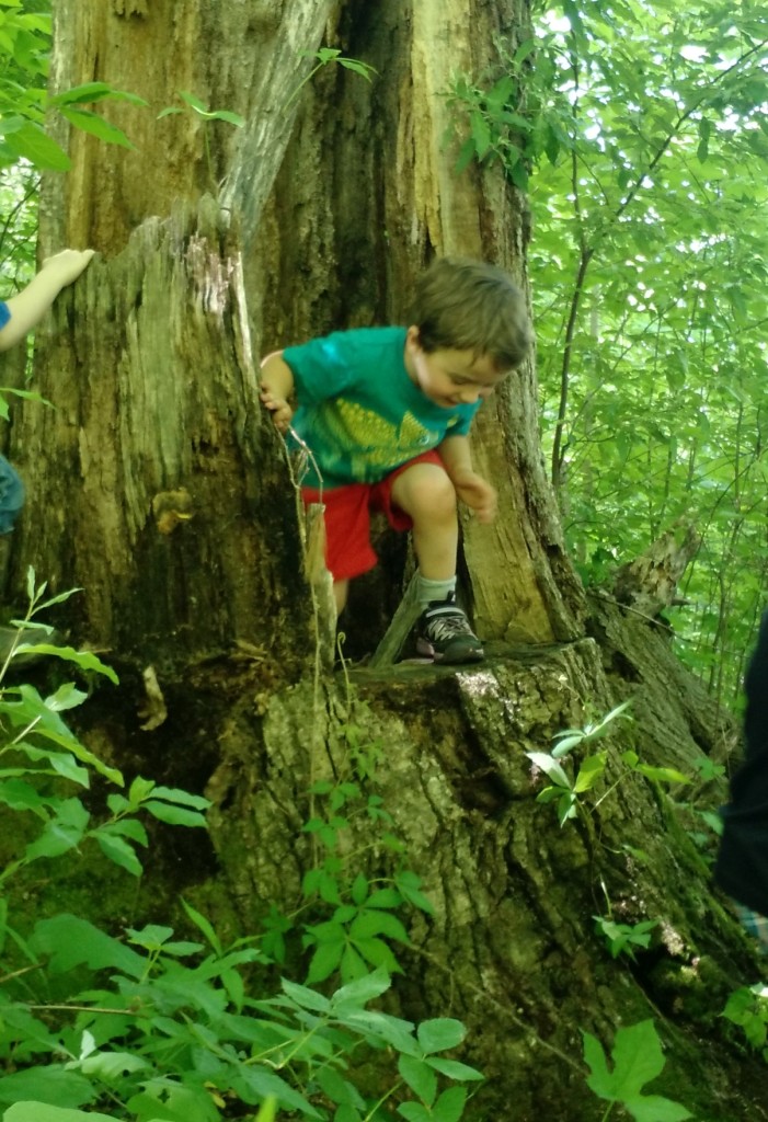 Our "Treehouse" is large enough to fit about half a dozen children inside, while "chairs" outside on the "porch" (the rest of the fallen tree on the ground) offer space for the rest.